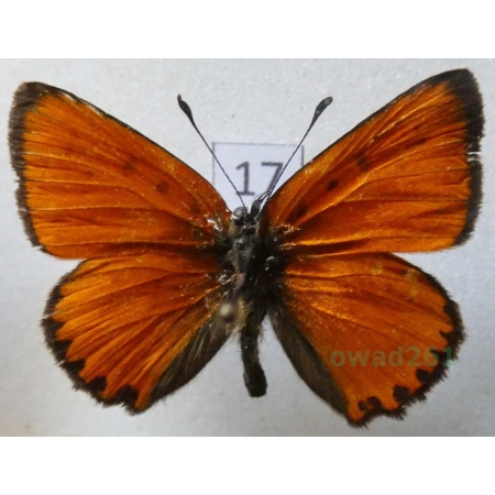 Lycaena virgaureae (Linnaeus, 1758) male Czerwończyk dukacik Czech17